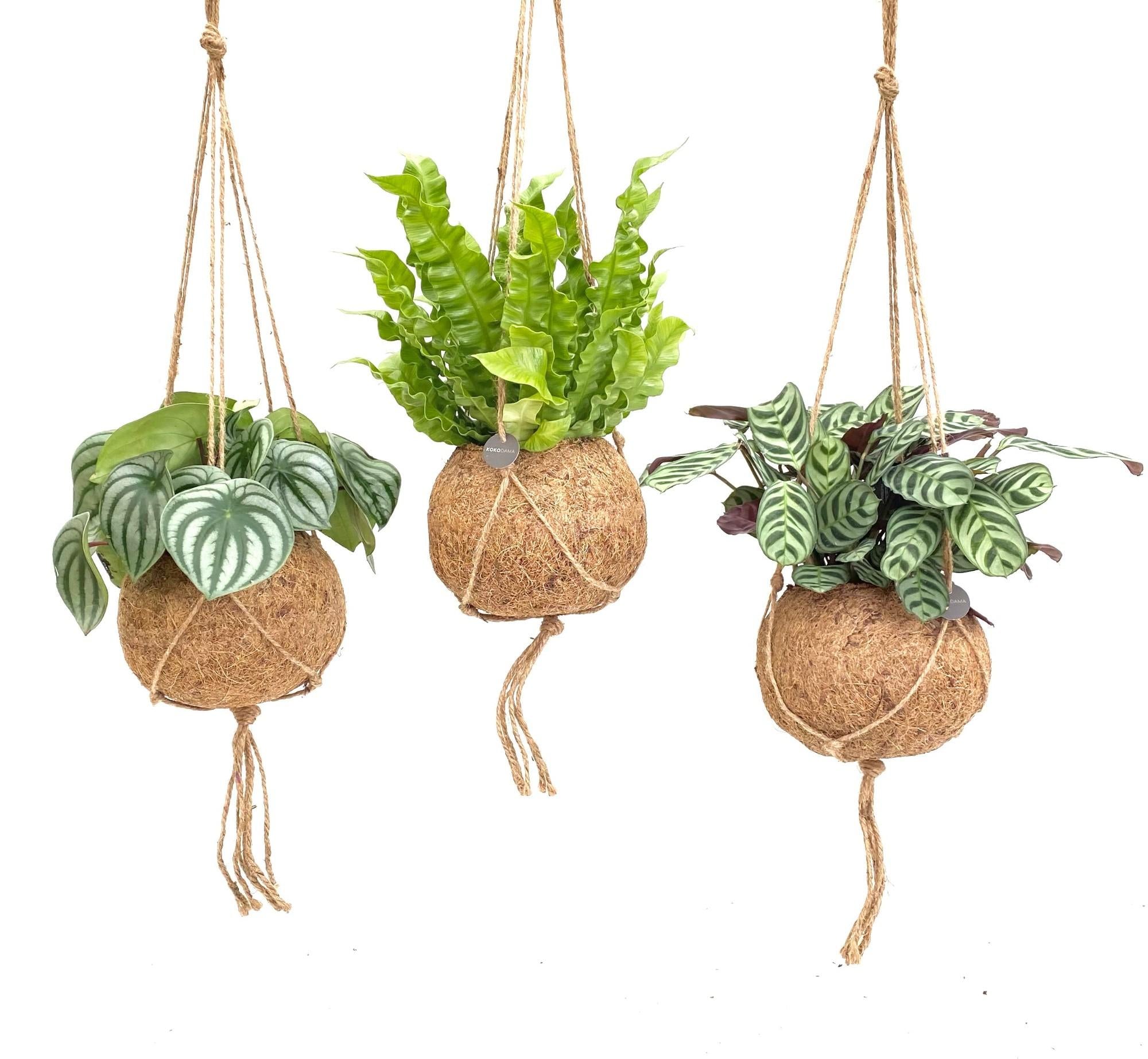 Kokodama Jungle Mix – 3x Hanging Plants in Coconut Pot Ø17 cm ↕28 cm