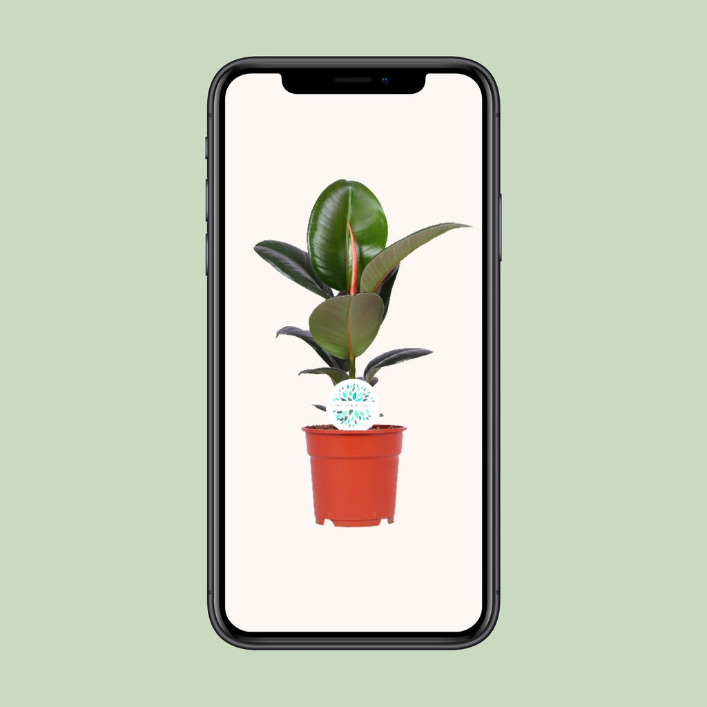 Ficus Elastica Robusta – Ø17cm ↕55cm | Gemiddeld onderhoud