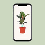 Ficus Elastica Robusta – Ø17cm ↕55cm | Gemiddeld onderhoud