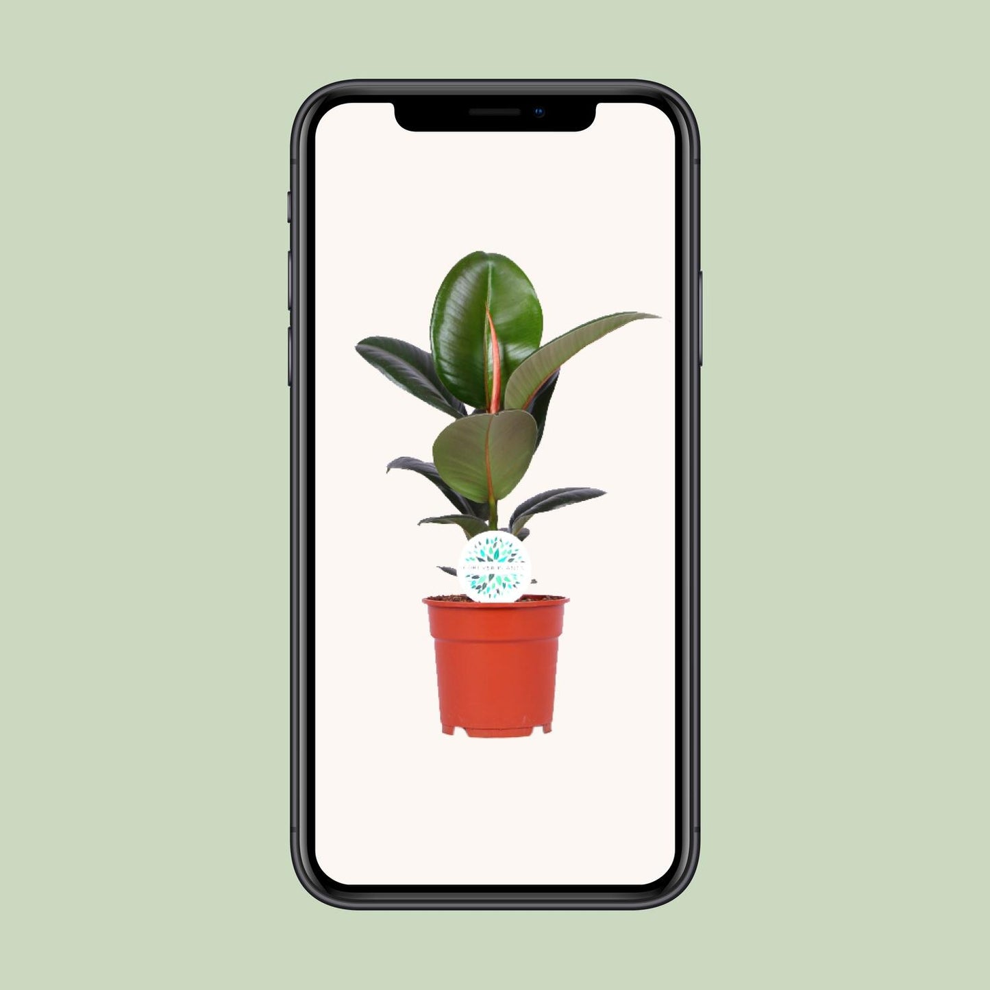 Ficus Elastica Robusta – Ø17cm ↕55cm | Average maintenance