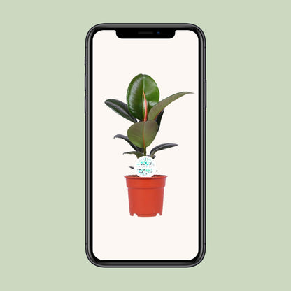 Ficus Elastica Robusta – Ø17cm ↕55cm | Average maintenance