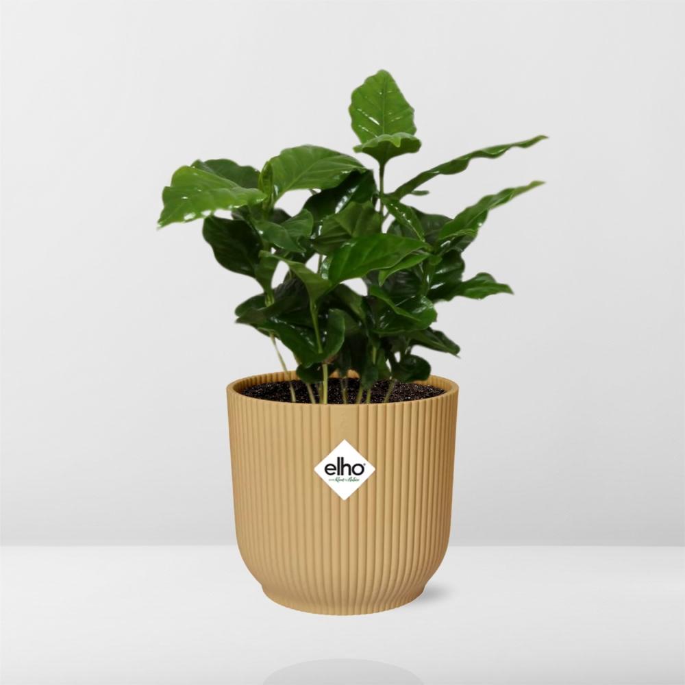 Coffea Arabica in ELHO Vibes Fold 14 cm yellow