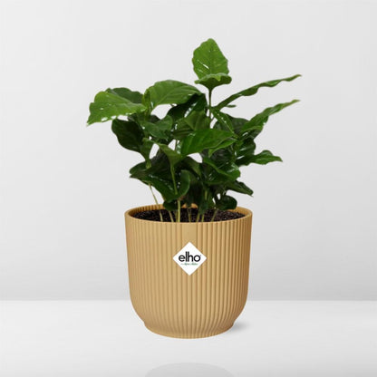 Coffea Arabica in ELHO Vibes Fold 14 cm yellow