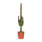 Euphorbia trigona ‘Rubra’ – Ø17cm ↕70cm | Burgundy wolkenkrabber – Makkelijk onderhoud