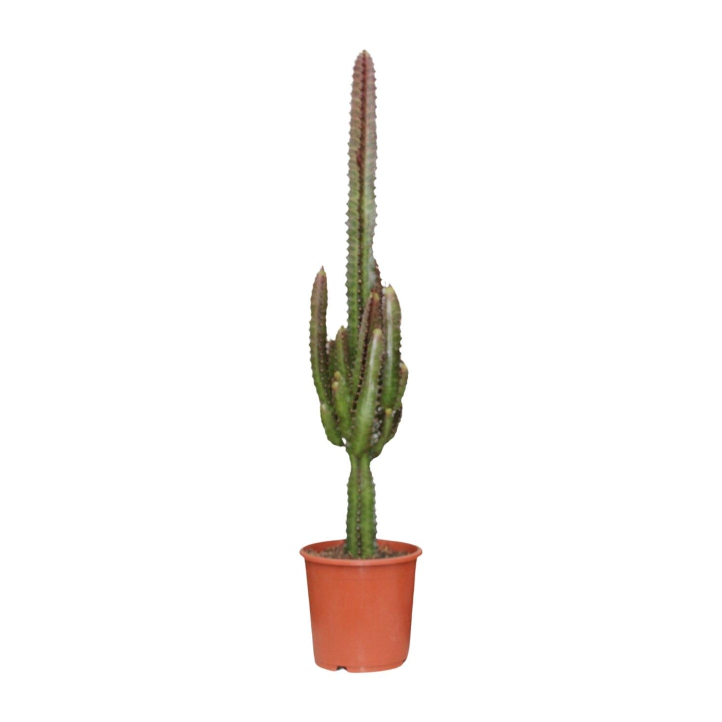 Euphorbia trigona 'Rubra' – Ø17cm ↕70cm | Burgundy Skyscraper – Easy Care
