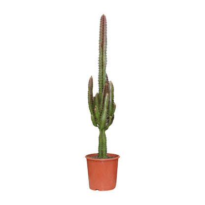 Euphorbia trigona 'Rubra' – Ø17cm ↕70cm | Burgundy Skyscraper – Easy Care