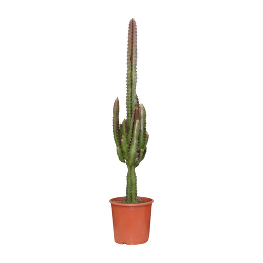 Euphorbia trigona 'Rubra' – Ø17cm ↕70cm | Burgundy Skyscraper – Easy Care