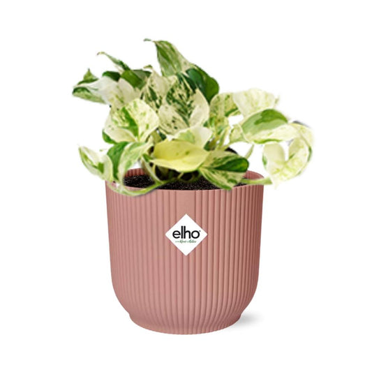 Epipremnum Pinnatum Happy Leaf in ELHO Vibes Fold 14 cm pink