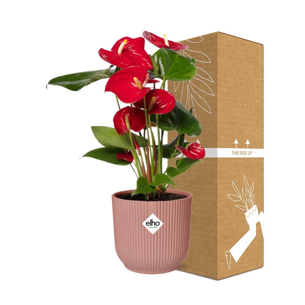 Anthurium Red 12cm in ELHO Vibes Fold 14cm pink | Tropical diva – Average maintenance