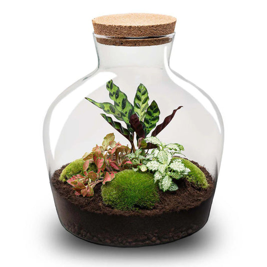 🪴🛠️ DIY Terrarium Fat Joe Red – 30 cm – Including rake &amp; shovel