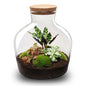 🪴🛠️ DIY Terrarium Fat Joe Red – 30 cm – Including rake &amp; shovel