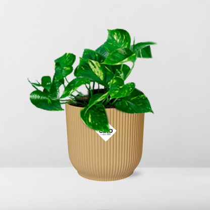 Epipremnum Pinnatum 'Aureum' in ELHO Vibes Fold 14cm yellow | Golden climbing friend – Average maintenance
