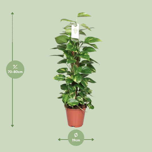Epipremnum Pinnatum Moss Pole 80cm Scindapsus – Ø19cm ↕80cm | Deluxe Climber – Average Maintenance