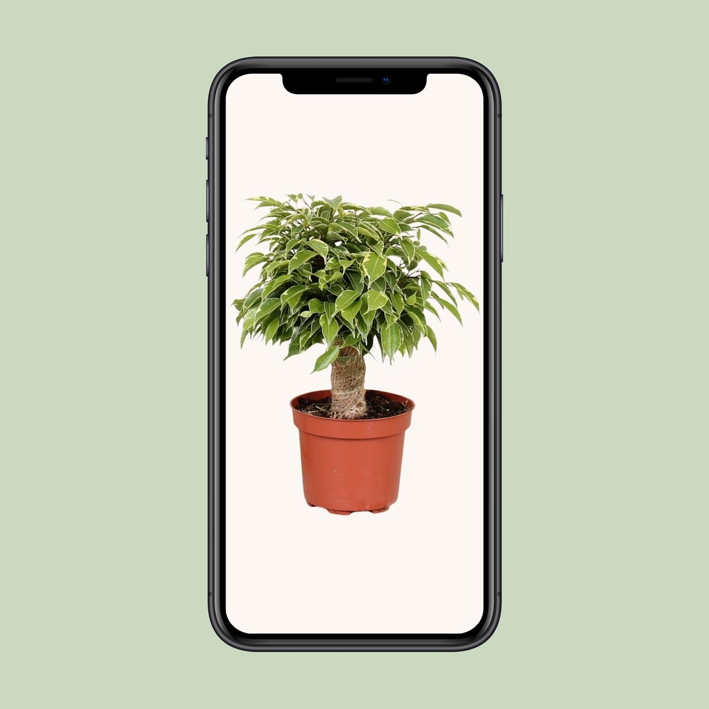 Ficus Benjamina Kinky – Ø12 cm – ↕28 cm