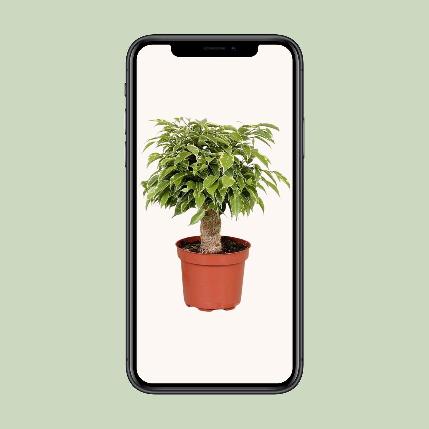 Ficus Benjamina Kinky – Ø12 cm – ↕28 cm