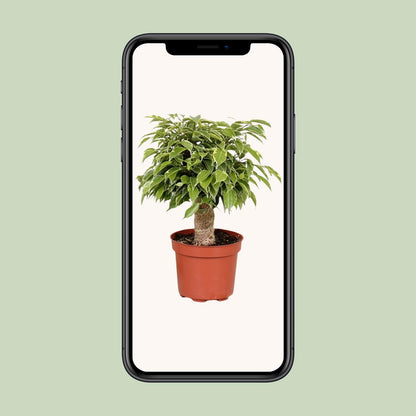 Ficus Benjamina Kinky – Ø12 cm – ↕28 cm