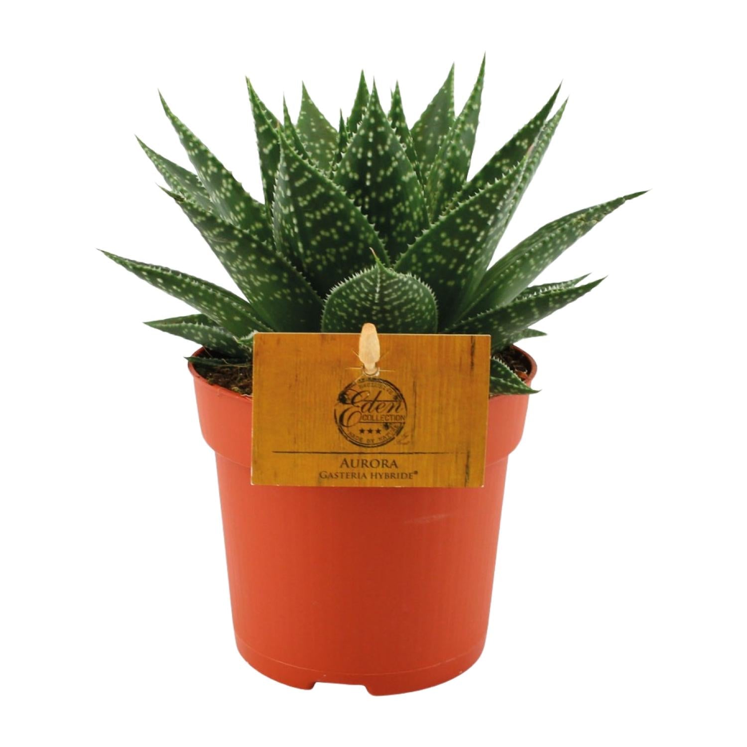 Gasteria Aurora – Ø11cm ↕15cm | Easy maintenance
