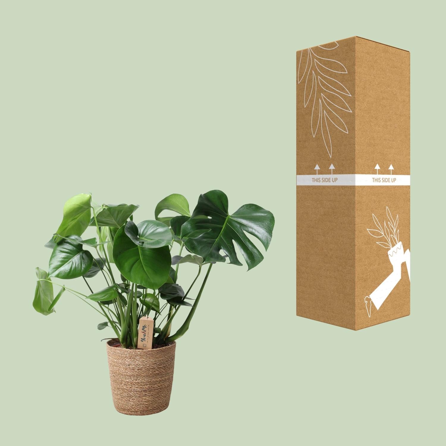 Monstera in Natural Basket – Ø21cm ↕60cm | Average maintenance