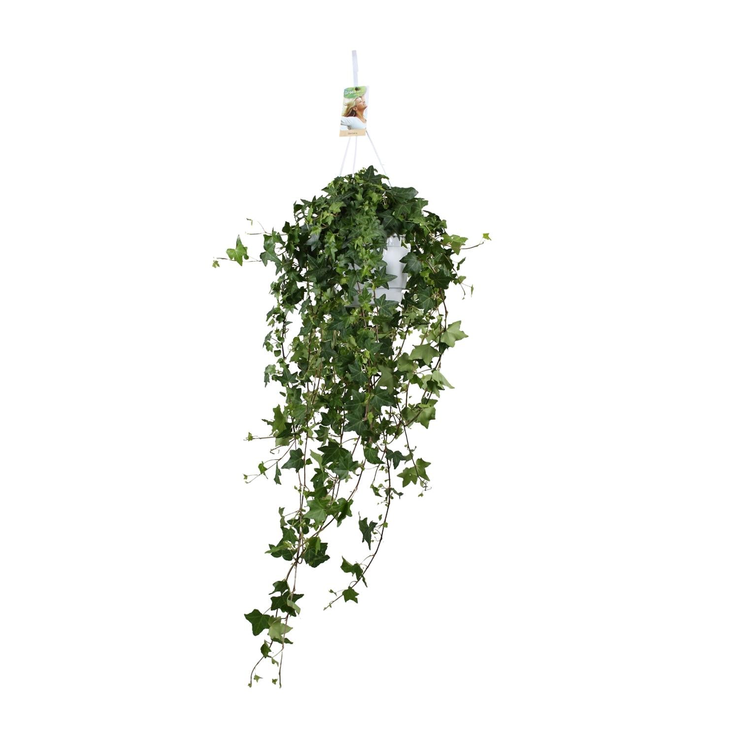 Hedera Ivy – Hanging Ivy Houseplant Ø17 cm ↕45 cm