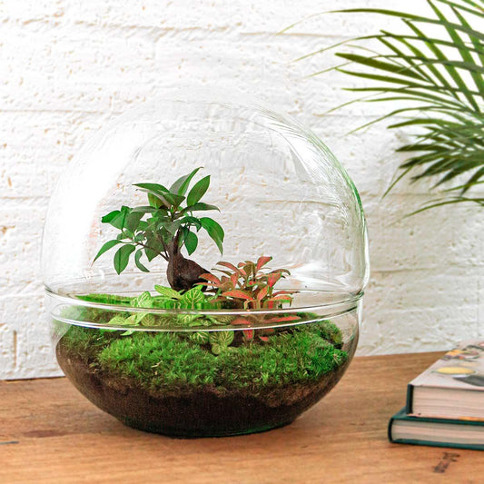 🌿🛠️ DIY Terrarium Dome XL – Ficus Ginseng Bonsai – 28 cm – Inclusief harkje & schepje