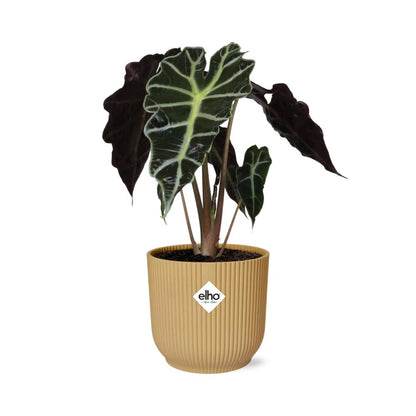 Alocasia 'Polly' in ELHO Vibes Fold 14 cm yellow