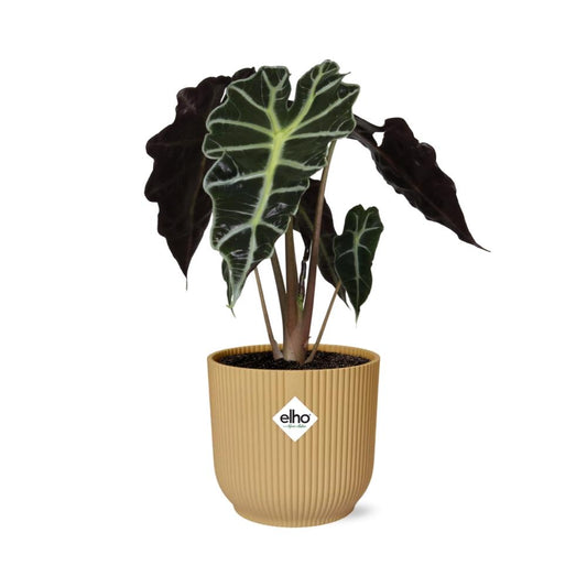 Alocasia 'Polly' in ELHO Vibes Fold 14 cm yellow