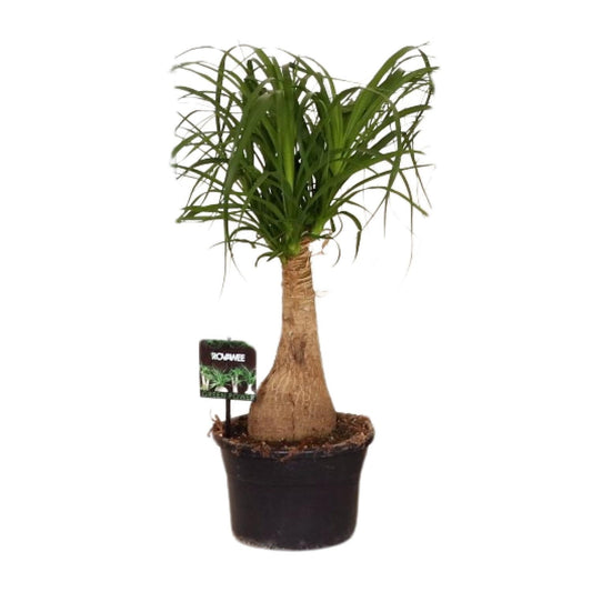 Beaucarnea Nolina - Ø19cm - ↕60cm | The ponytail with power – Easy maintenance