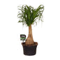 Beaucarnea Nolina - Ø19cm - ↕60cm | The ponytail with power – Easy maintenance