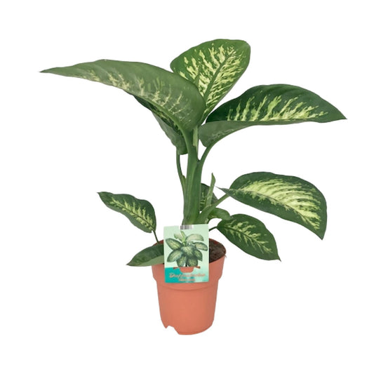 Dieffenbachia Seguine 'Tropic Snow' – Ø19cm ↕70cm | Average maintenance