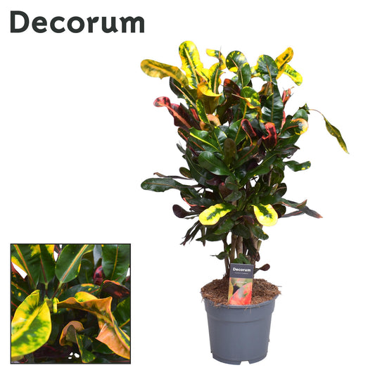 Croton Mammi – Ø17cm ↕60cm | The color explosion with character – Challenging maintenance