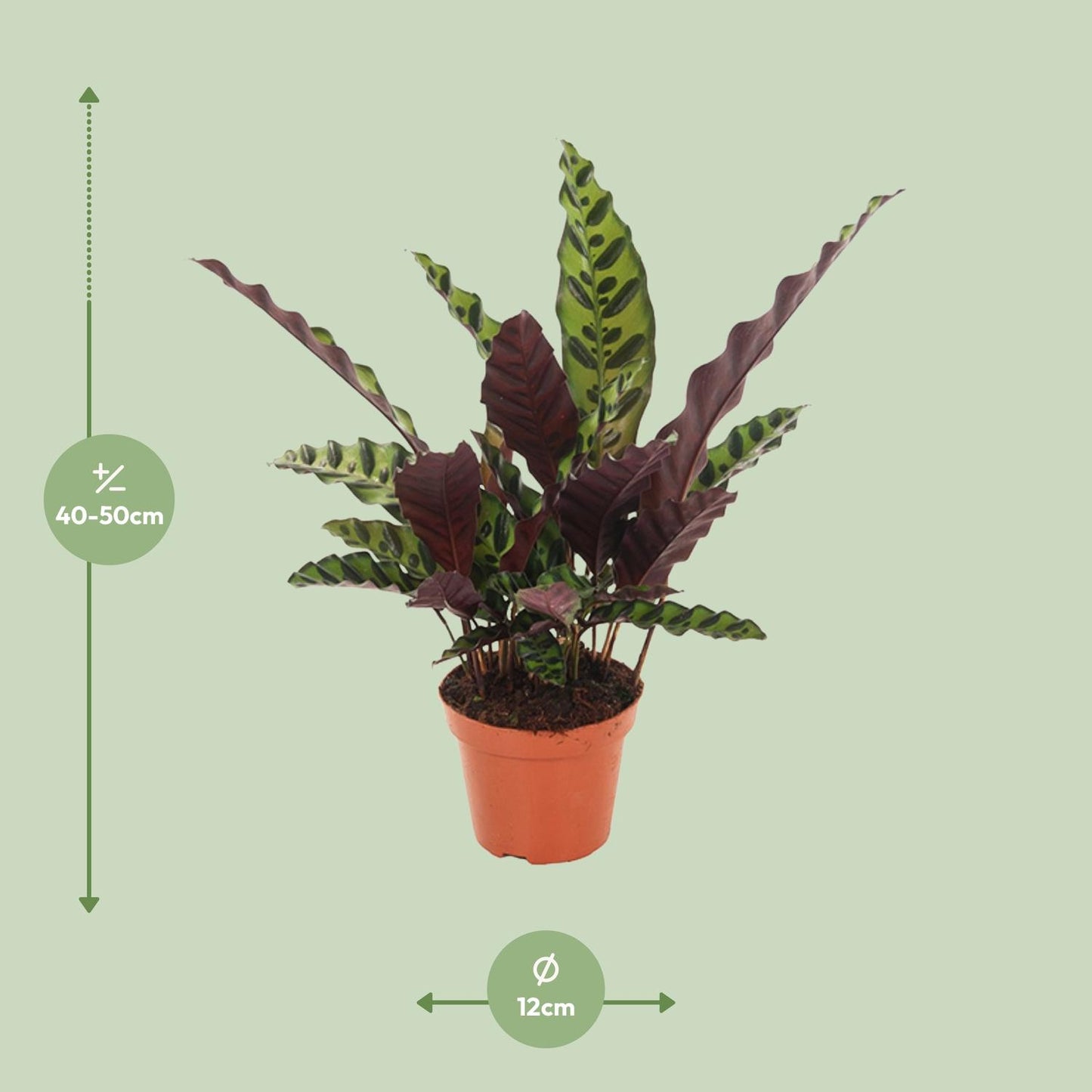 Calathea Insignis – Ø12cm ↕50cm | Average maintenance