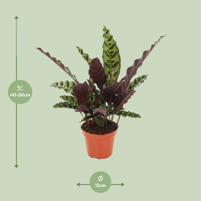 Calathea Insignis – Ø12cm ↕50cm | Average maintenance