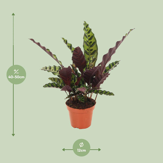 Calathea Insignis – Ø12cm ↕50cm | Average maintenance