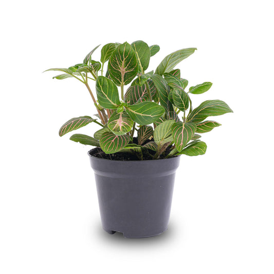 Fittonia Joly Josan – Ø8cm ↕10cm | Average maintenance