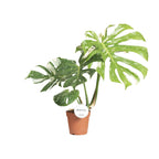 Monstera 'Thai Constellation' – Ø15cm ↕40–50cm | Milky Way on leaf – Challenging maintenance