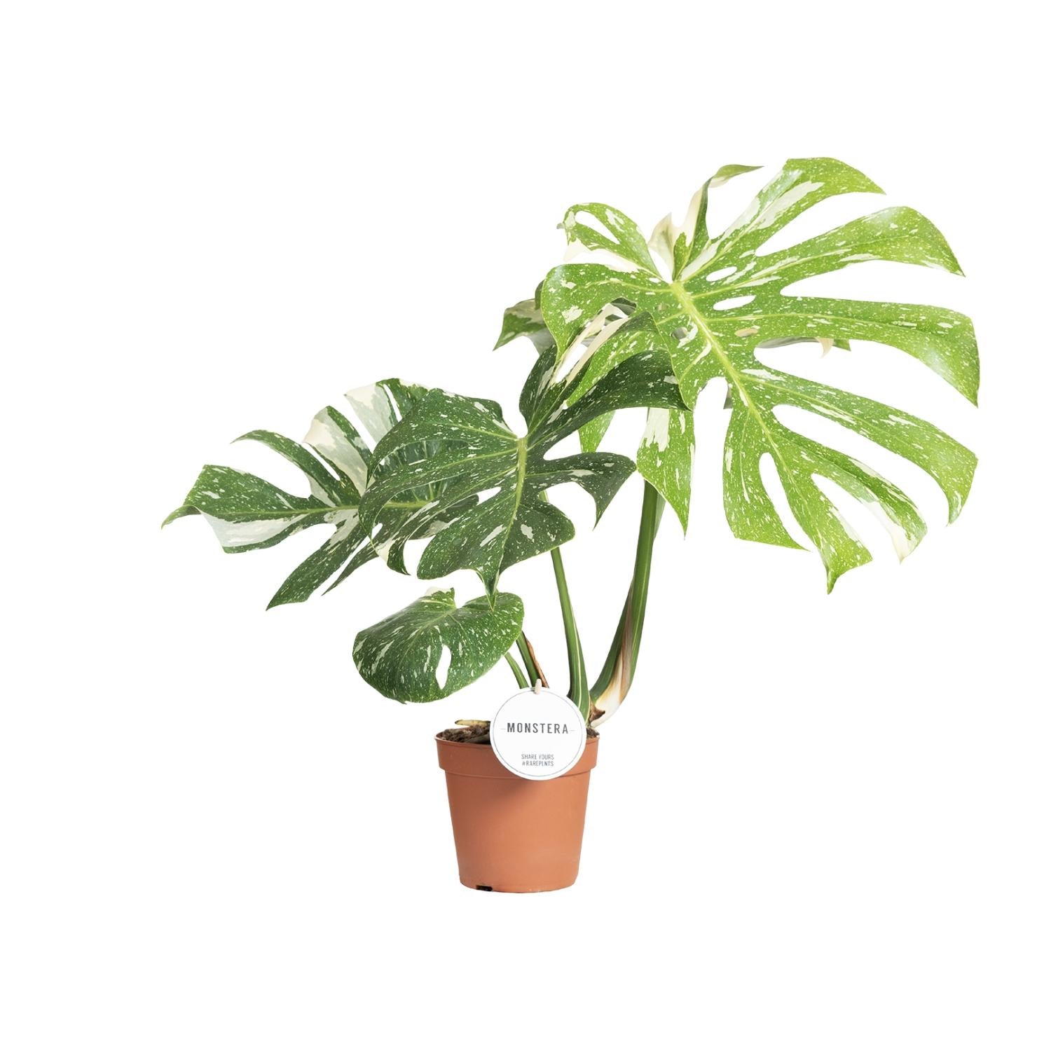 Monstera 'Thai Constellation' – Ø15cm ↕40–50cm | Milky Way on leaf – Challenging maintenance