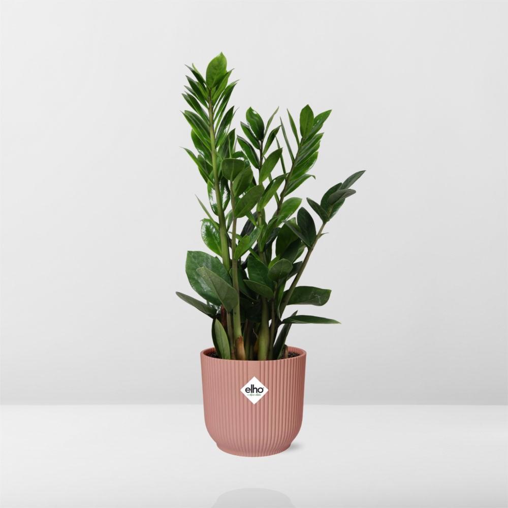 Zamioculcas – Height 45-50 cm in ELHO Vibes Fold 14 cm pink | The indestructible classic – Easy maintenance