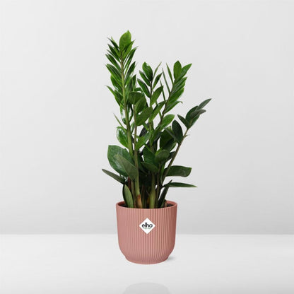 Zamioculcas – Height 45-50 cm in ELHO Vibes Fold 14 cm pink | The indestructible classic – Easy maintenance