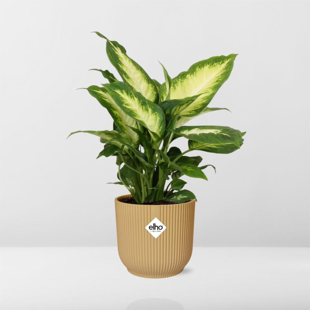 Dieffenbachia 'Camilla' in ELHO Vibes Fold 14cm yellow | Colorful beauty – Average maintenance