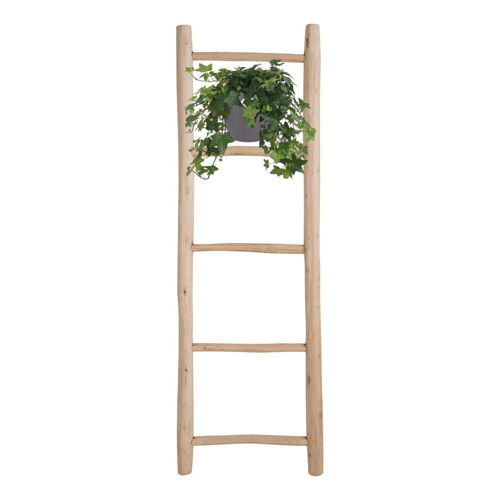 Hedera Helix – Ivy House &amp; Outdoor Plant Ø17 cm ↕45 cm