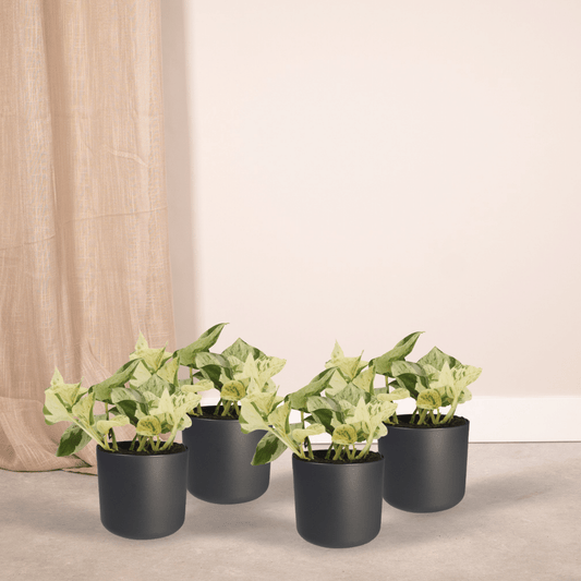 Epipremnum Happy Leaf – 4x Ø12cm ↕15cm | Easy maintenance