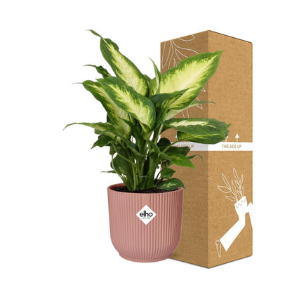 Dieffenbachia 'Camilla' in ELHO Vibes Fold 14cm pink | Soft-focus foliage art – Average maintenance