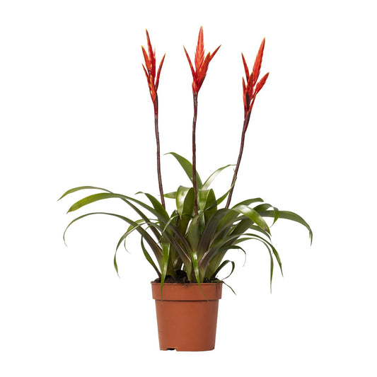 Vriesea Elan Tuft – Ø12cm ↕55cm | Easy maintenance