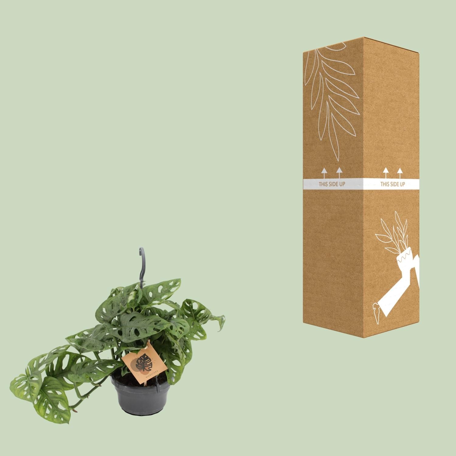 Monstera Monkey - Ø14cm - ↕30cm | The jungle ninja with holes – Easy maintenance