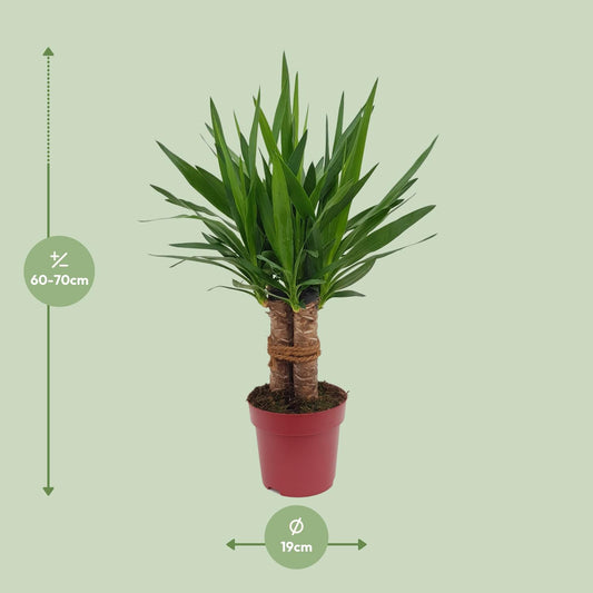 Yucca “Tres Cañas” – Ø19cm ↕70cm | Easy maintenance