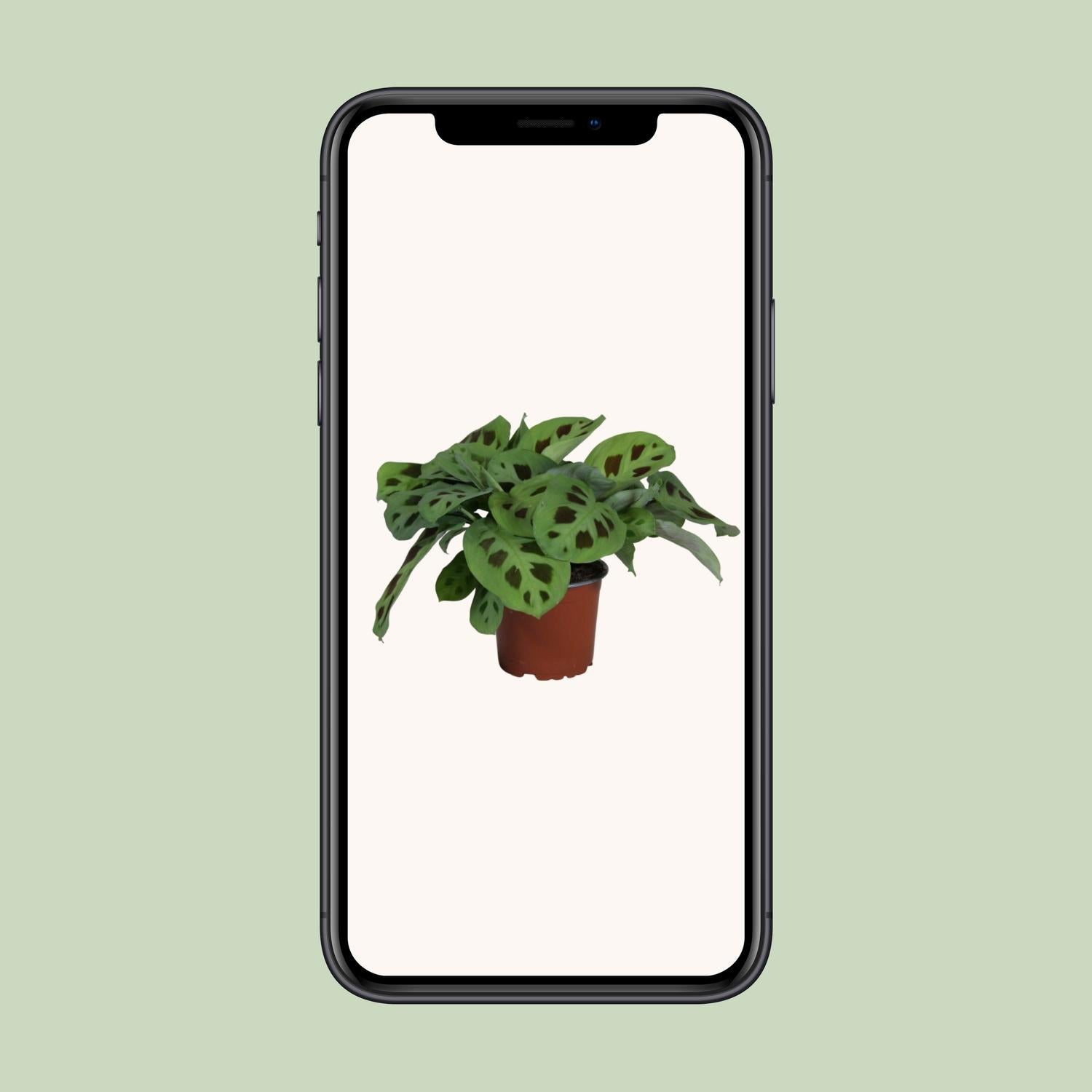 Maranta Leuconeura Kerchoveana (Biddende Plant) – Ø12cm ↕30cm | Gemiddeld onderhoud