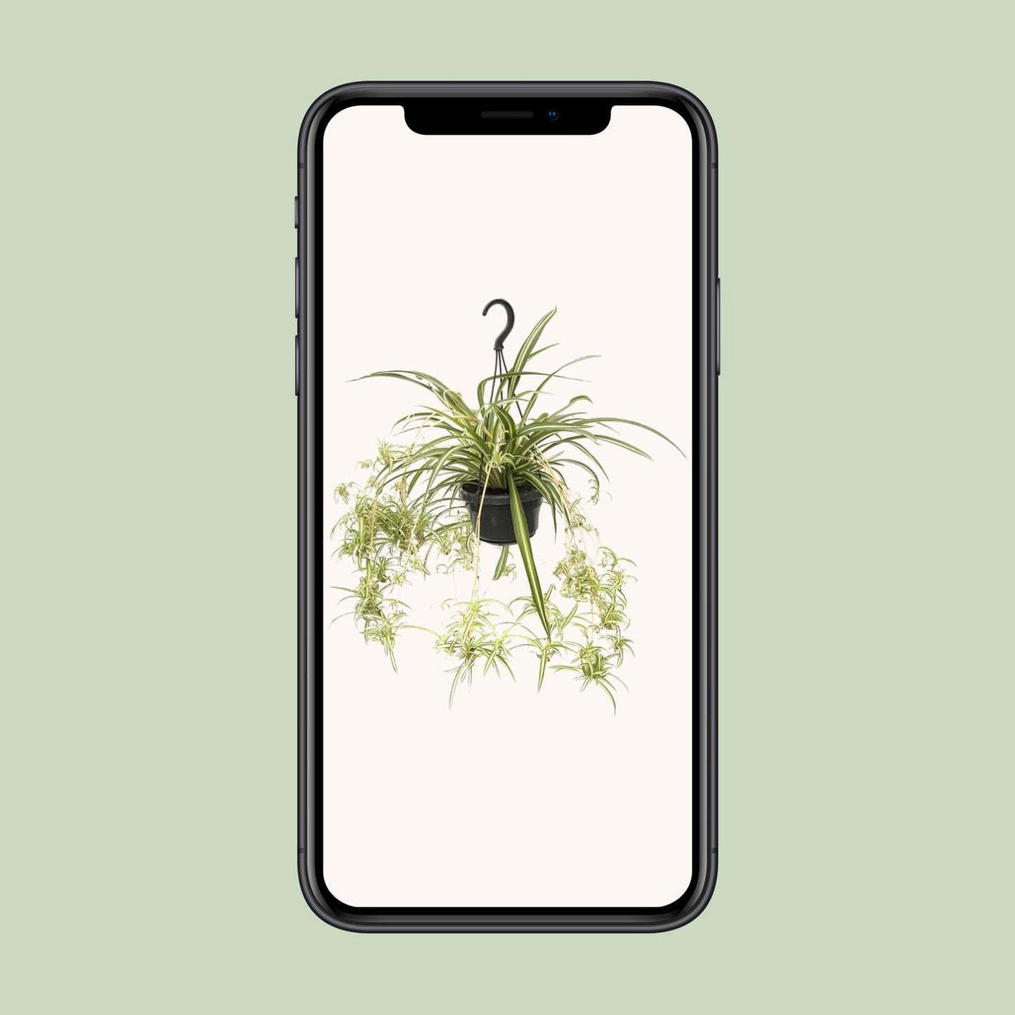 Chlorophytum Comosum Variegatum – Spider Plant Hanging Plant Ø14 cm ↕55 cm