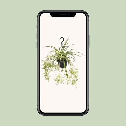 Chlorophytum Comosum Variegatum – Spider Plant Hanging Plant Ø14 cm ↕55 cm