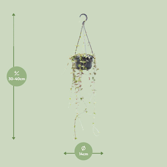 Ceropegia Linearis 'Remy' – String of Hearts Hanging Plant Ø14 cm ↕38 cm