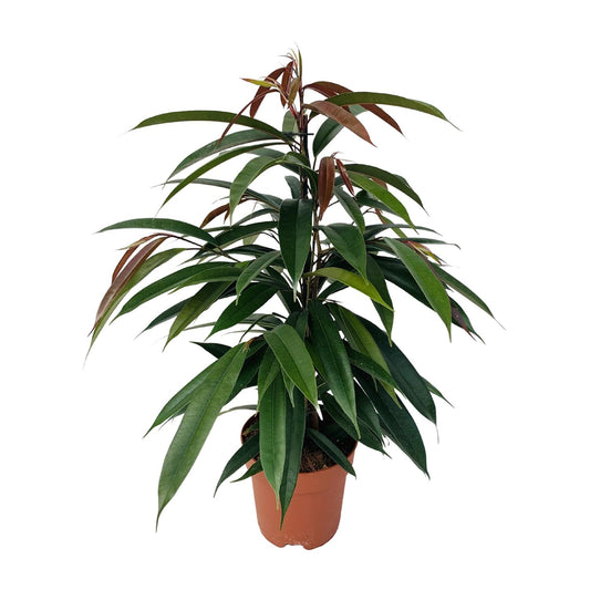 Ficus 'Amstel King' P17 – Ø17cm ↕75cm | Average maintenance